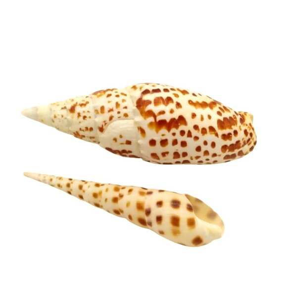 Mitra Papalis & Spotted Auger Shell Set Vintage Natural White & Brown Decorative - Picture 2 of 4